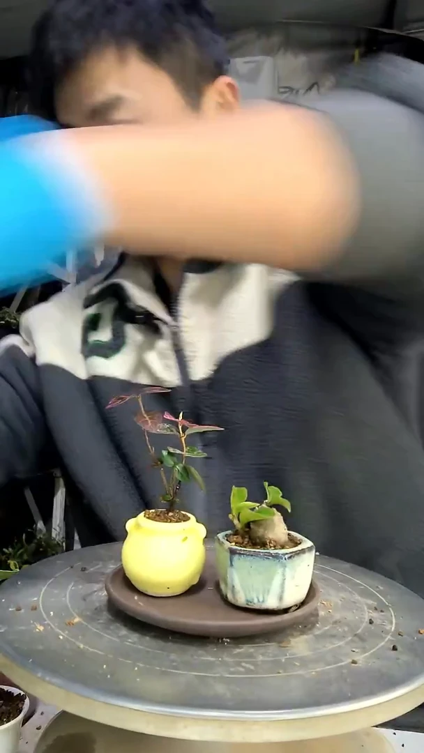 用****1中青园艺一物一拍花193