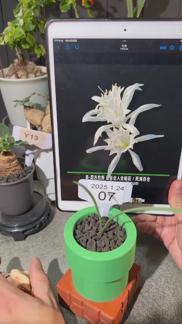 【闪购商品】圣诞老人全能花1.24.07