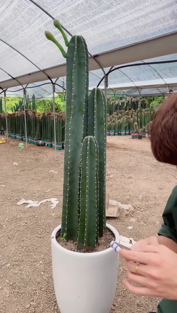 【带根】30 50 70cm 量天尺