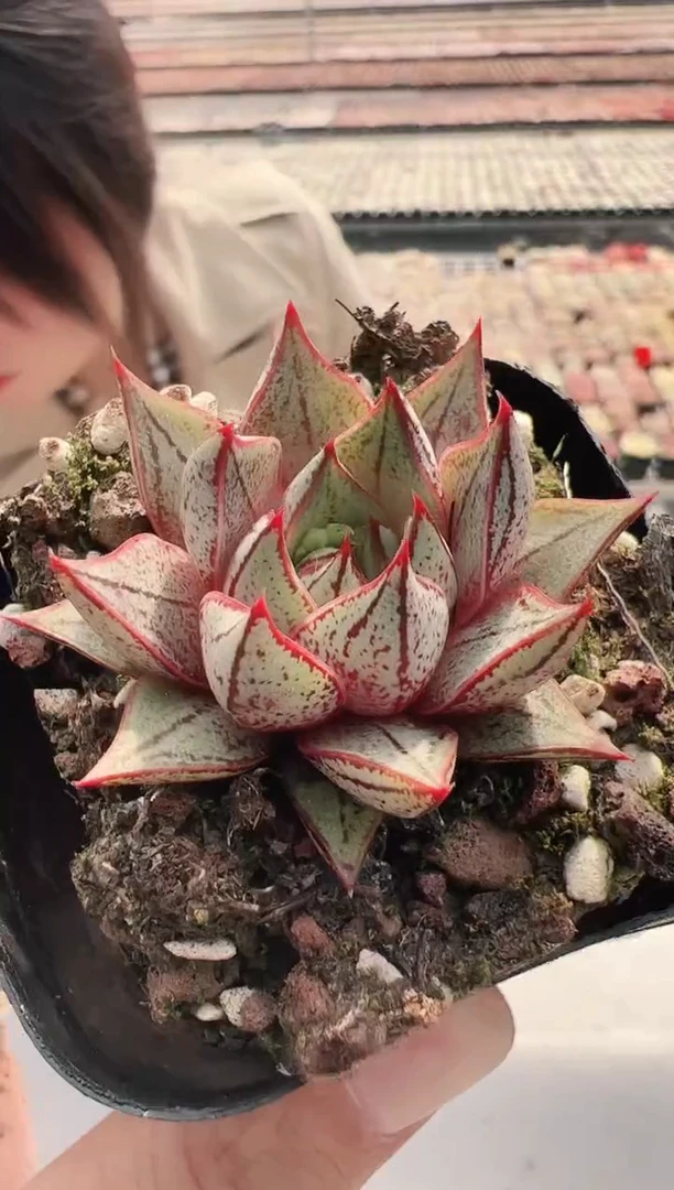 【闪购商品】血麒麟-15