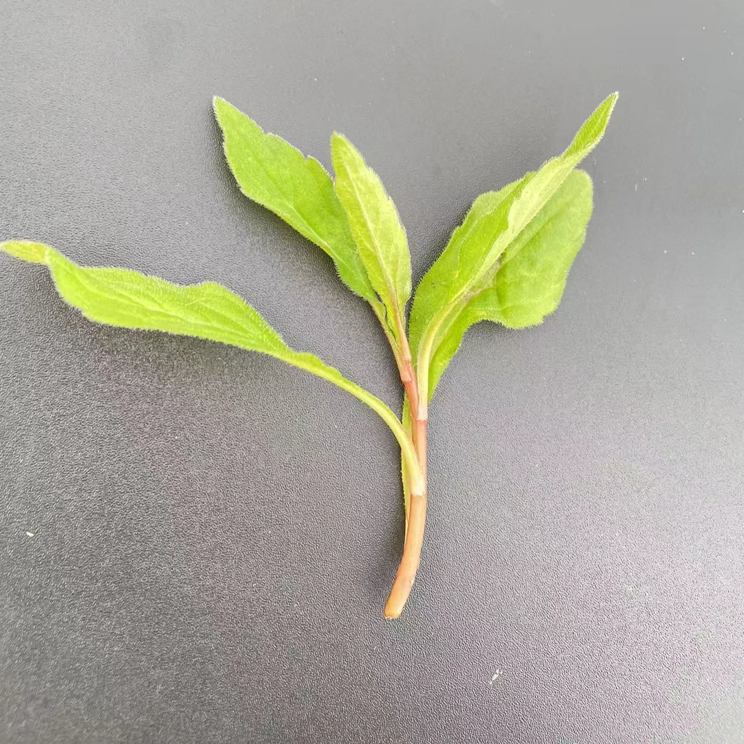 野生新鲜红梗马兰头马兰芽现摘现发