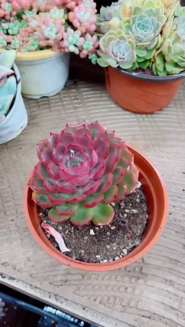 爱*06069多肉植物一物一拍