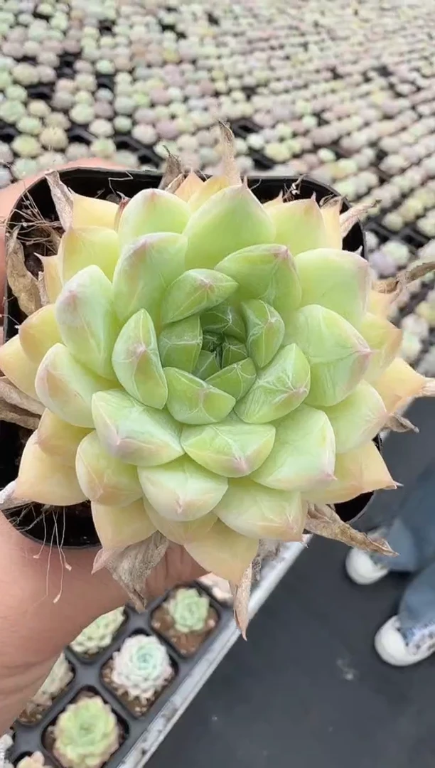 东云多肉园新款-17