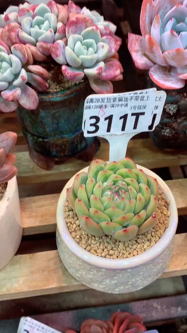 311T雪花珍妮 (一物一拍实付满28发货，默认不带盆土）