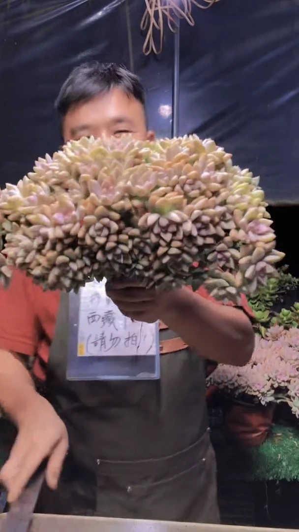 239淡雪缀化一物一拍