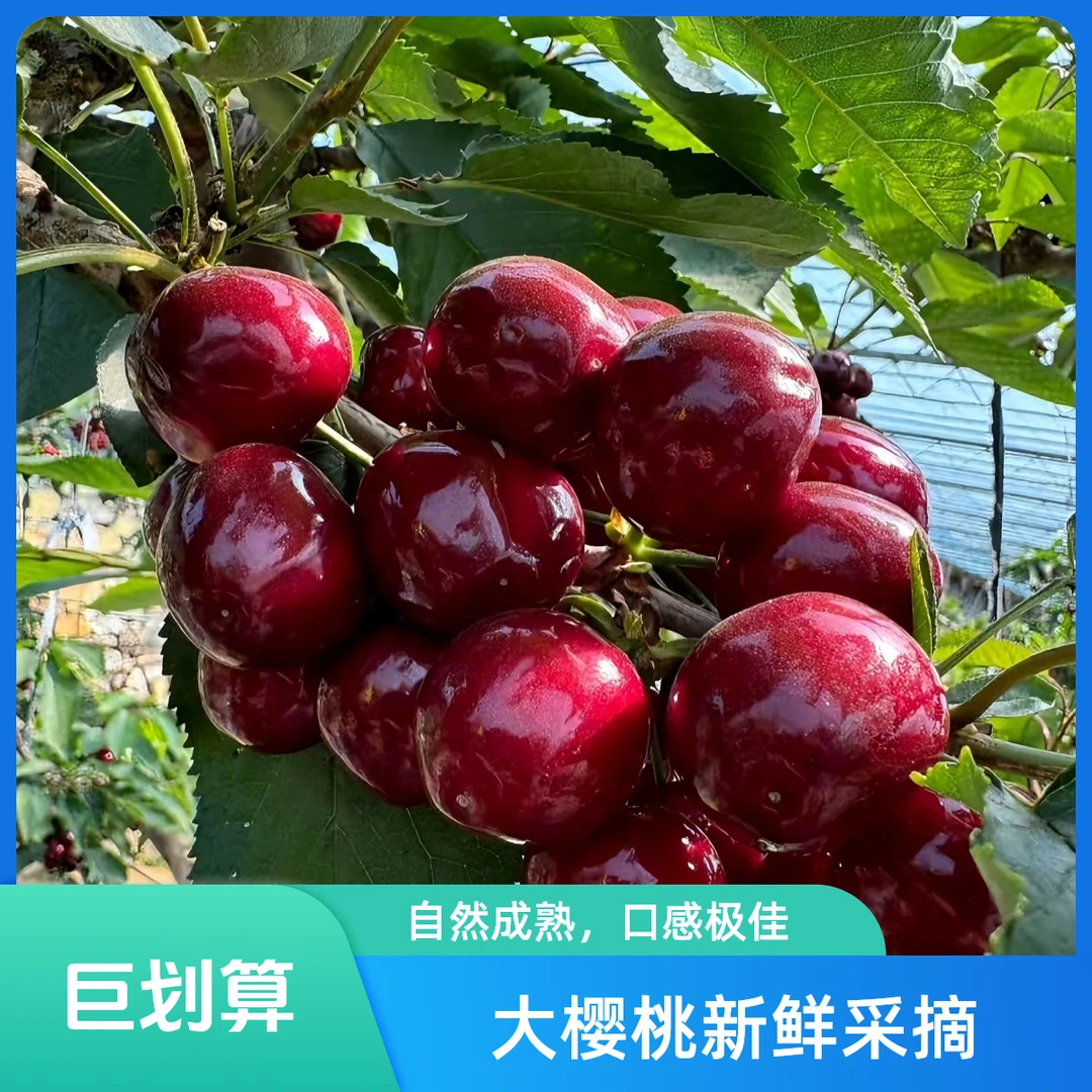 大连美早樱桃 3斤 原产地直发  新鲜采摘 坏果包赔J净重 （2.6 斤）新鲜水果美早樱桃