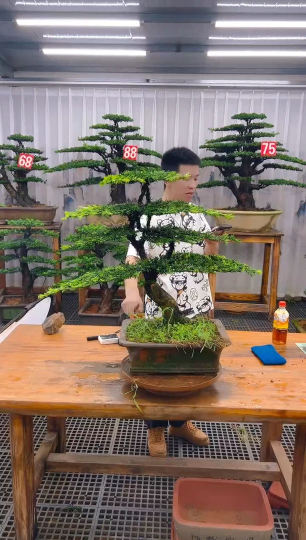 无花朵笑**生精品盆景直播间一物一拍