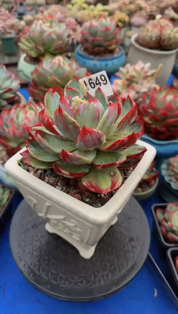 【闪购商品】1649惊鸿仙子（裸根发货）（微瑕）