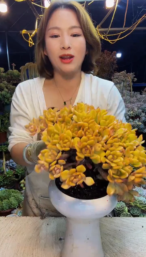 白凤杂一物一拍脱土包邮