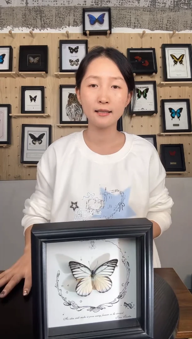 锯粉蝶蝴蝶标本装饰画6寸框