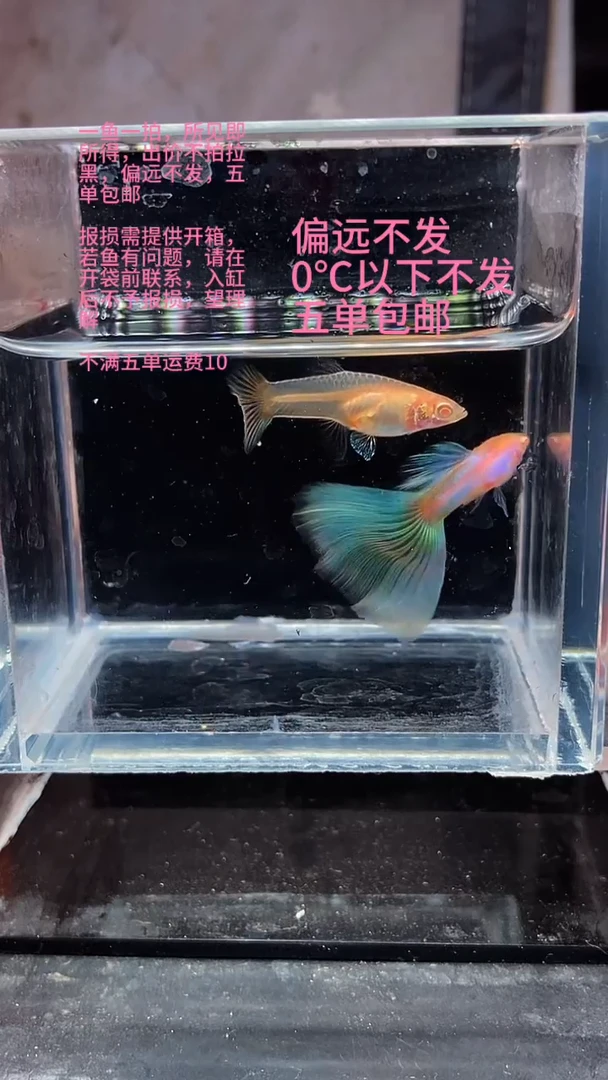 孔雀鱼孔雀鱼 06