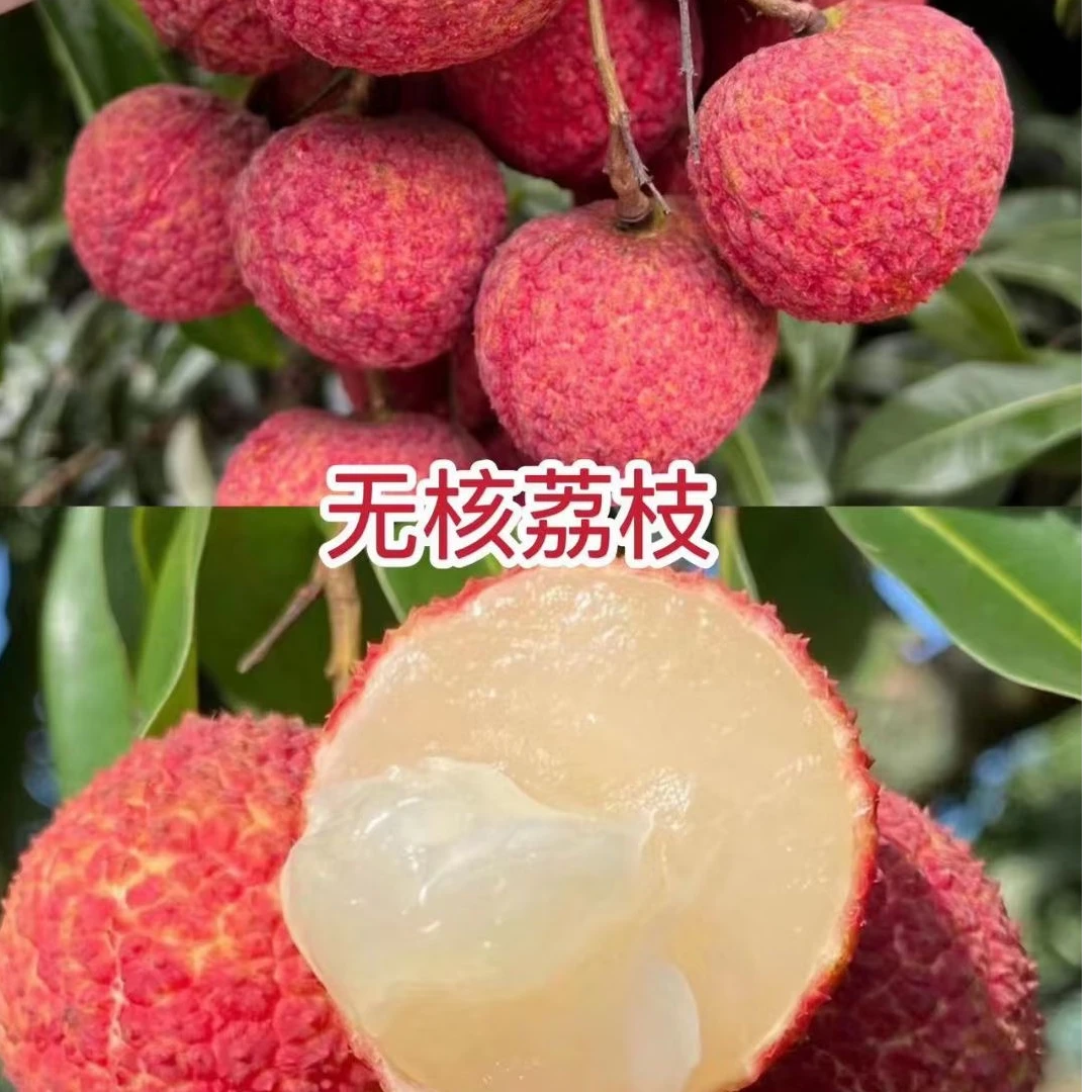 广西无核荔枝树苗桂味仙进奉冰荔嫁接苗盆栽地栽带土带叶