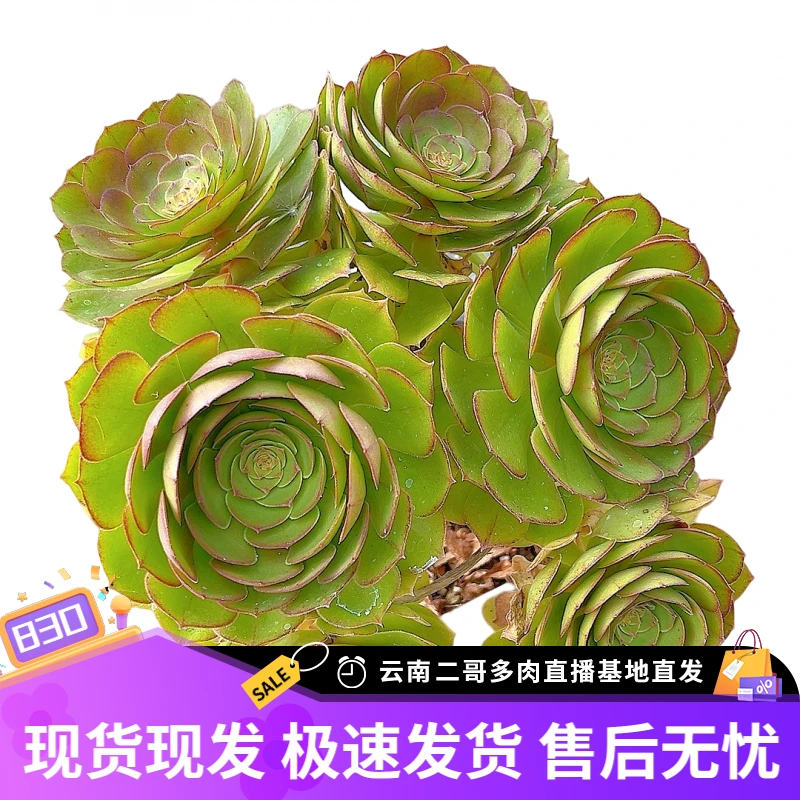 【万圣节法师一单包邮】星花怒放阳台露台办公绿植多肉栽种养护四季