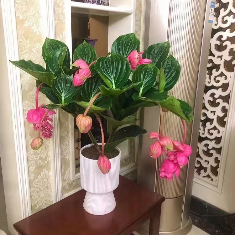 宝莲灯室内高端绿植好看