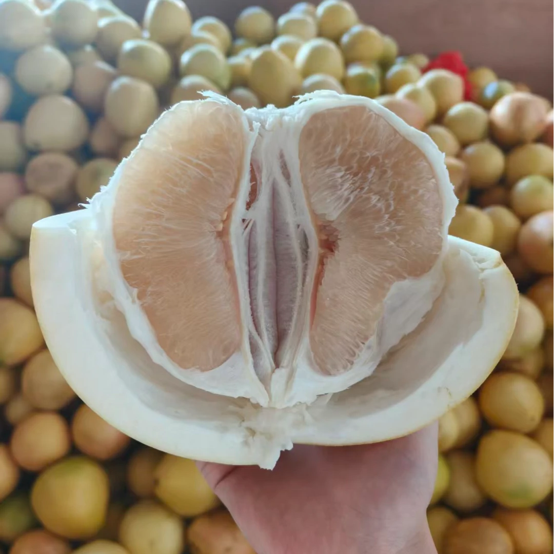 【花皮果】广东梅州老树金丝白柚新鲜多汁白肉蜜柚应季水果