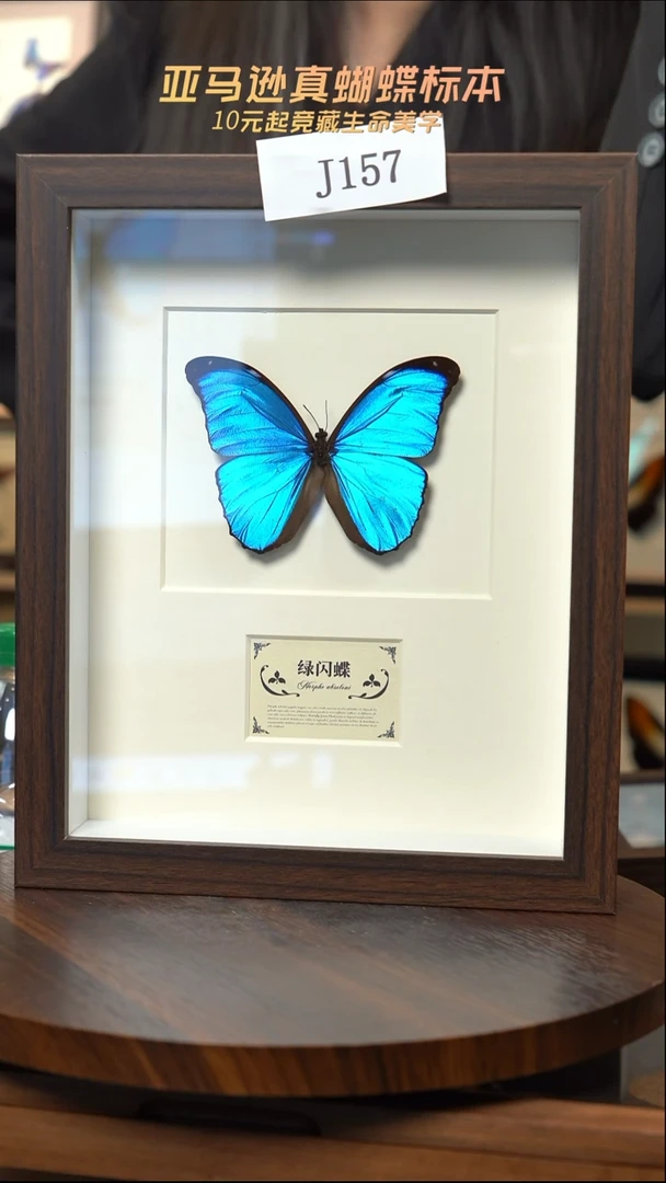 蝴蝶标本摆件竞拍j157