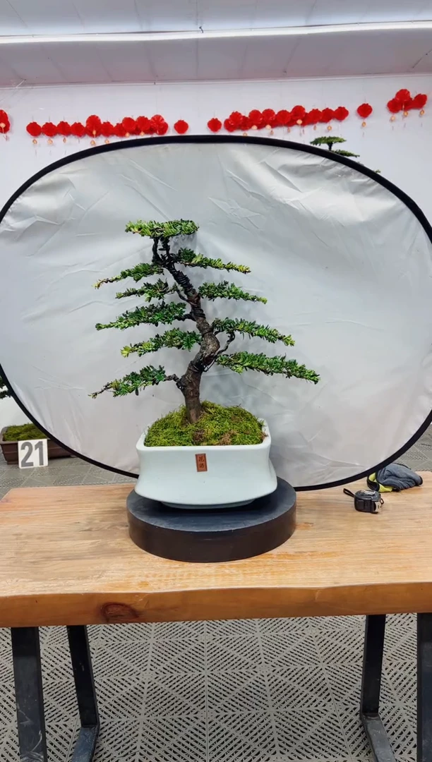 【闪购商品】盆景盆景