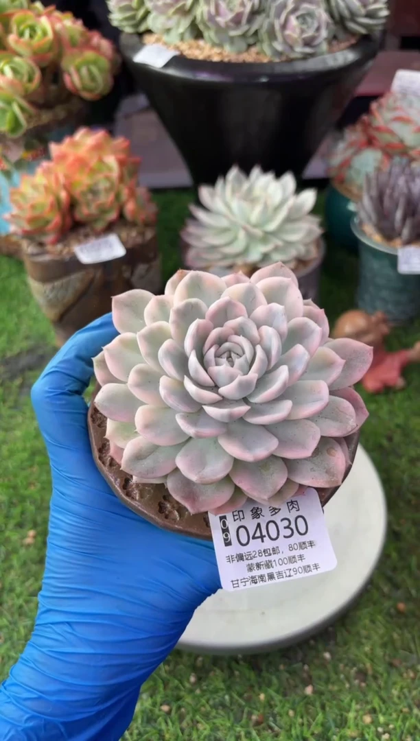 昆明印象多肉04030