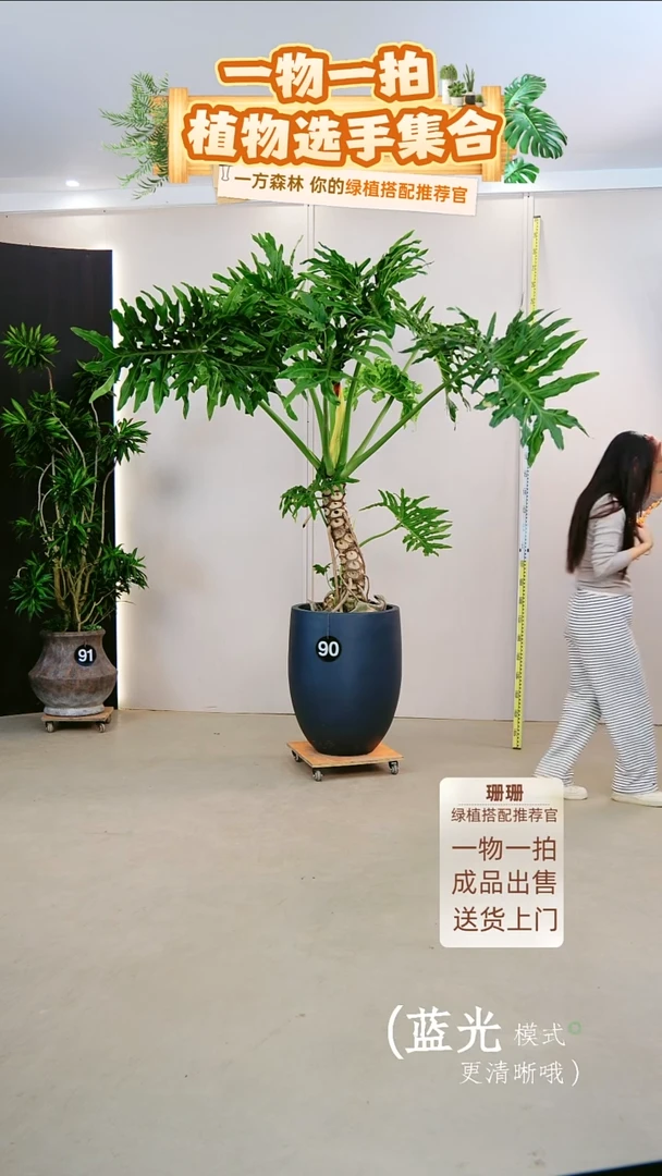 无花朵万***?龙鳞春羽连盆种好栽好一整套送货上门