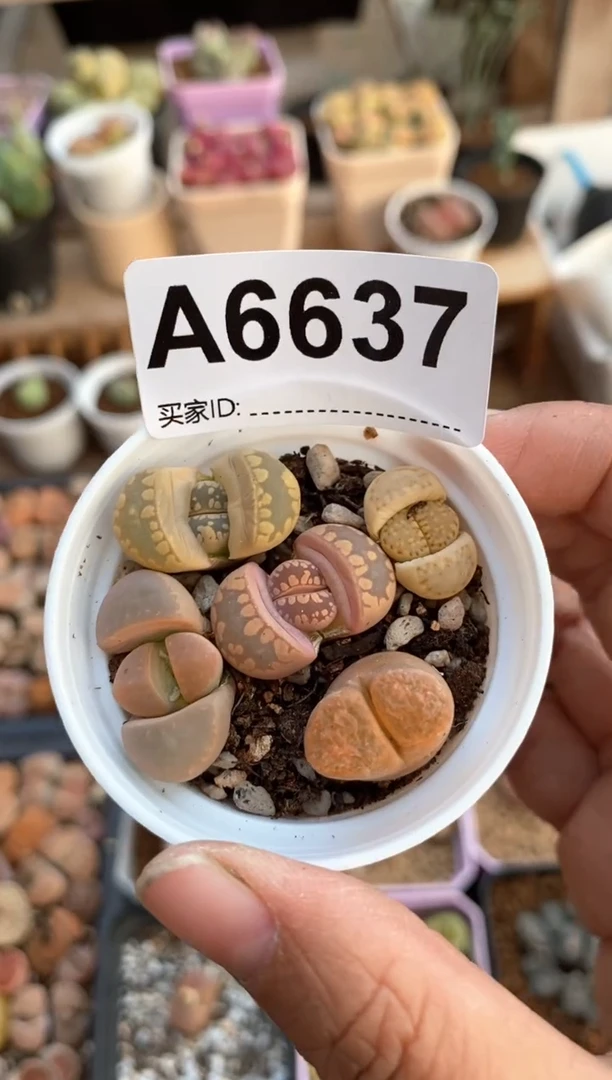 【闪购商品】6637直播一物一拍