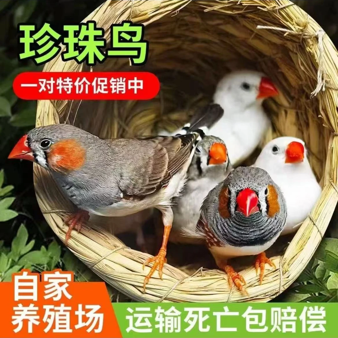 【珍珠鸟】会说话可观赏手养亲人粘人（颜色可选）