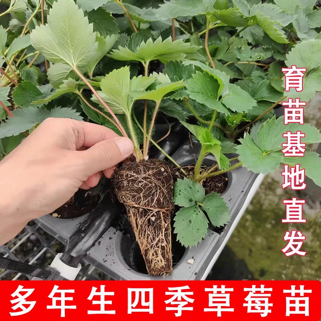 丹东99苗正宗隋珠宁玉妙香九九红颜牛奶苗四季庭院植物