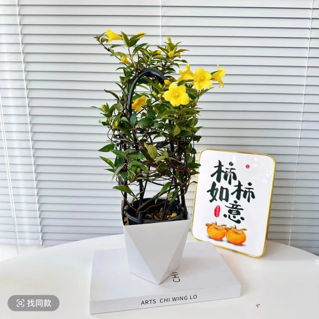 【带花苞】法国香水茉莉爬藤紫薇四季好养盆栽