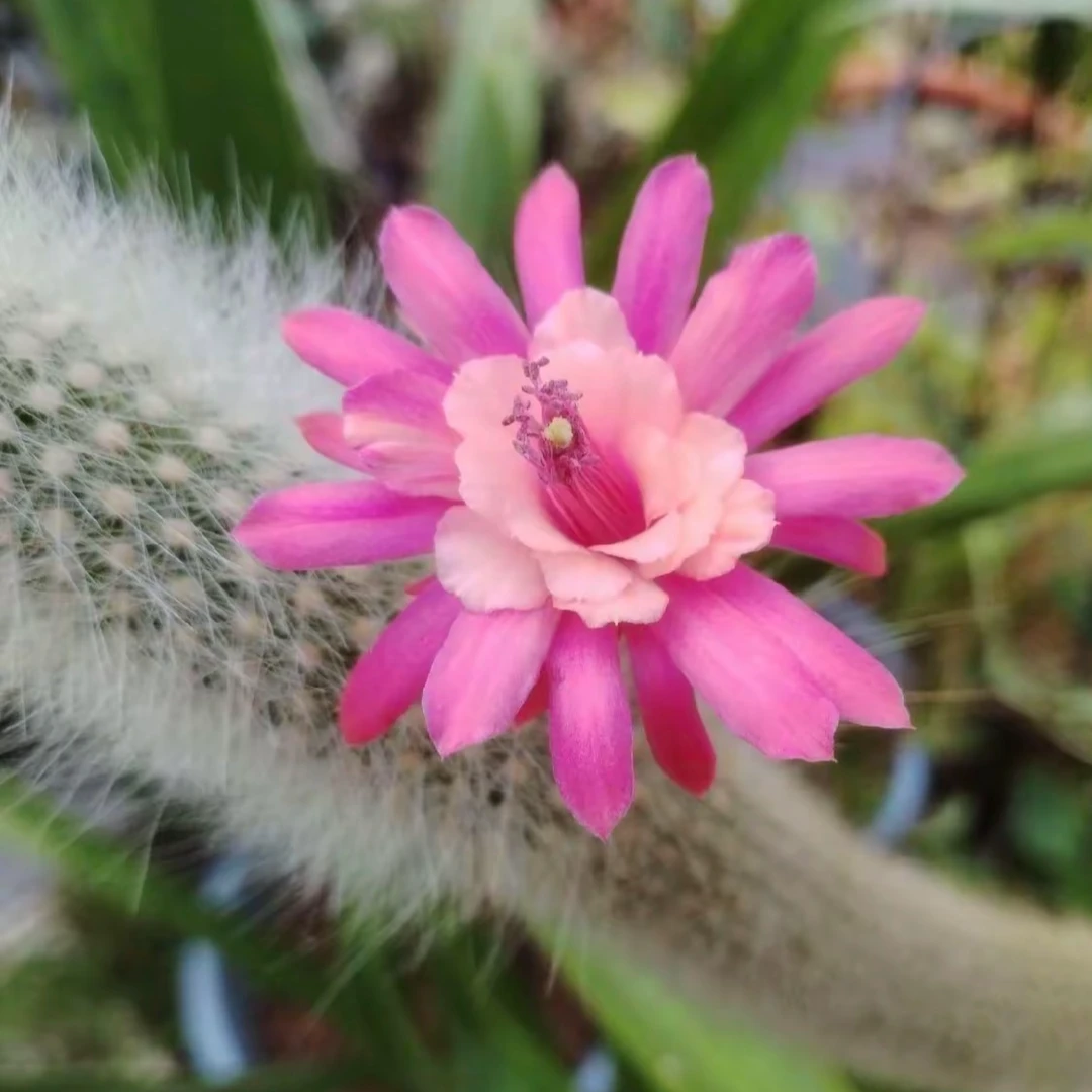 二妹园艺（复色猴尾柱 自根）好花色仙人球满18包邮随机发