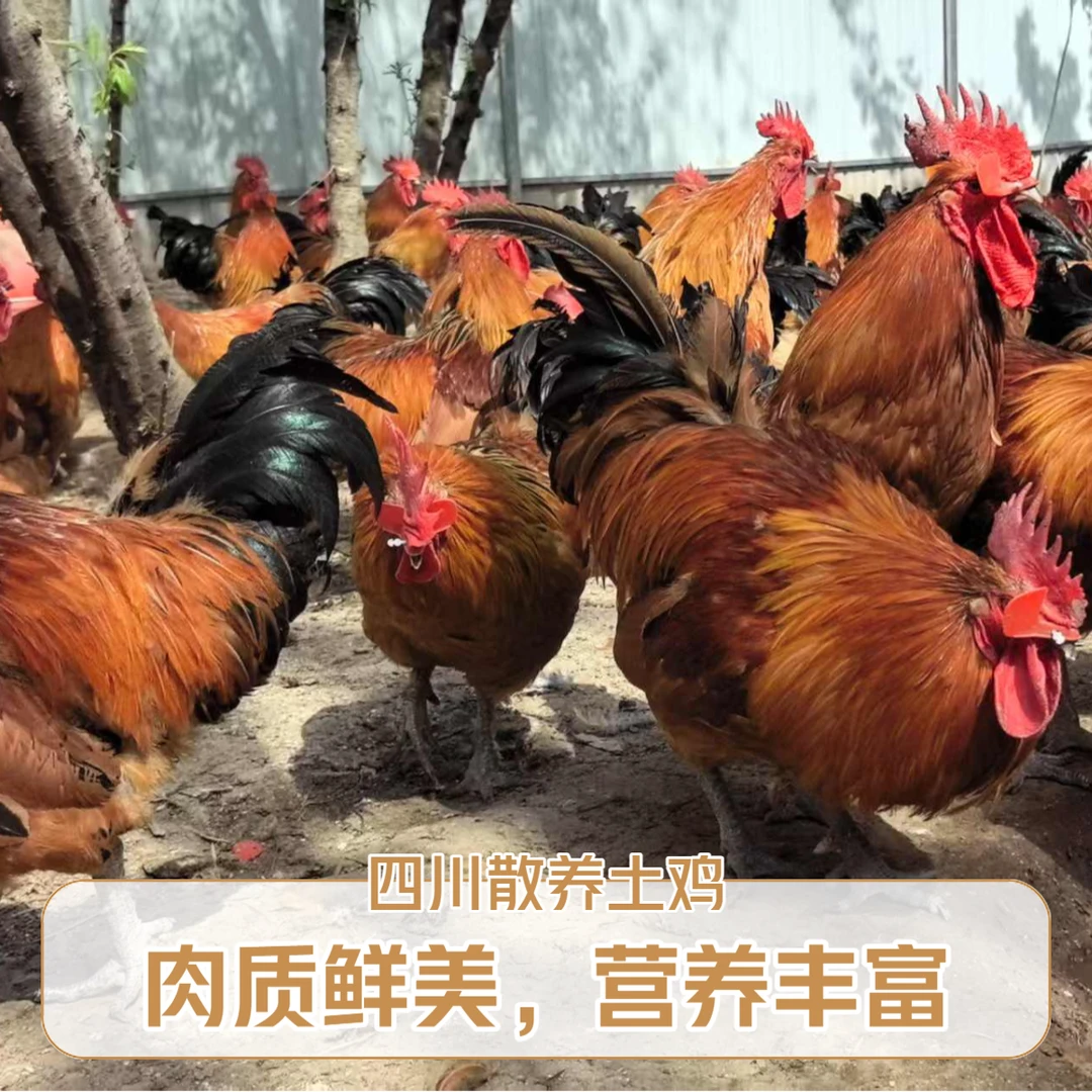 四川生态养殖土鸡 谷物饲养 营养美味 肉质细腻  包冰率10%以内