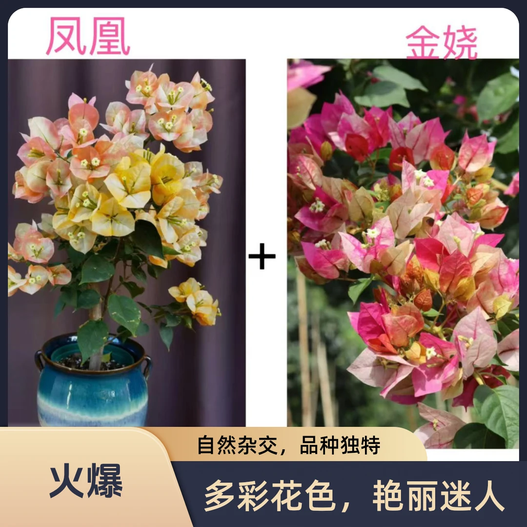 凤凰+金娆（名贵组合）到手2颗三角梅基地直发不带花不带盆