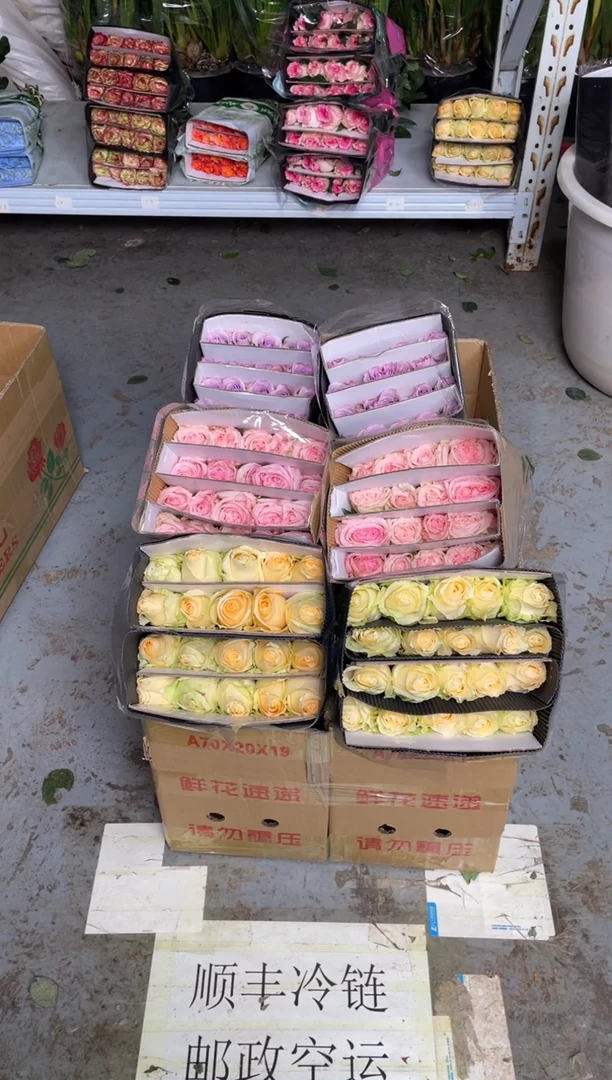 香槟20枝+粉荔枝20枝+海洋之歌20枝