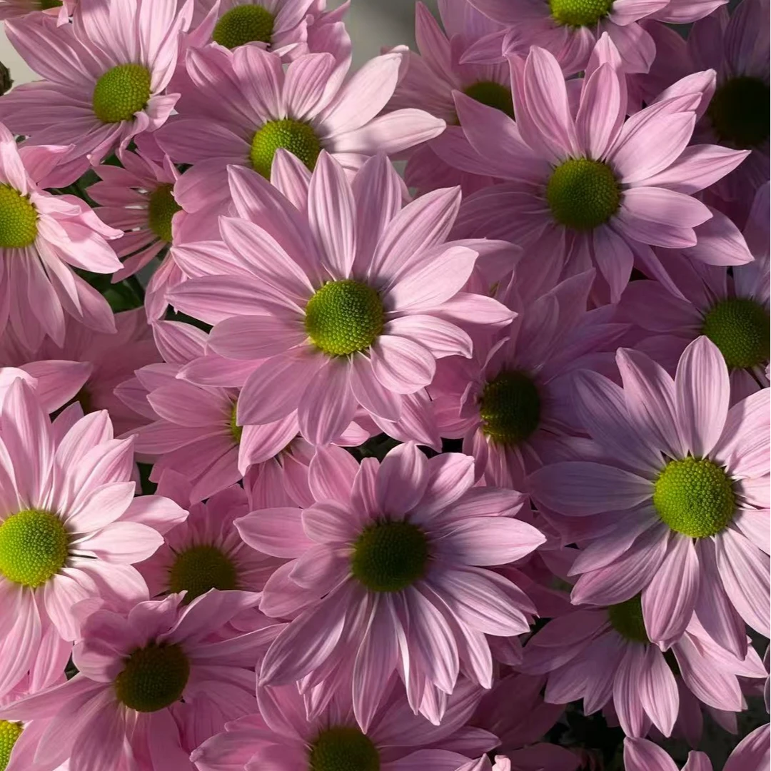 【次日达·粉色三文鱼雏菊】5只粉色三文鱼雏菊鲜切花