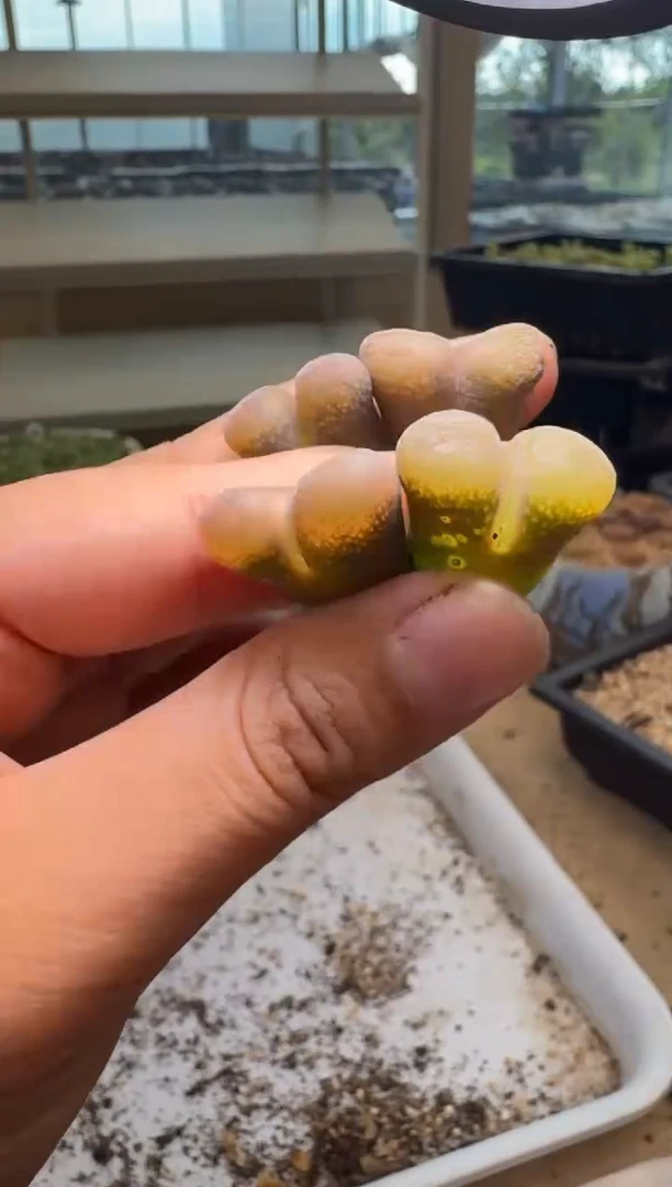 8-515多肉植物肉锥