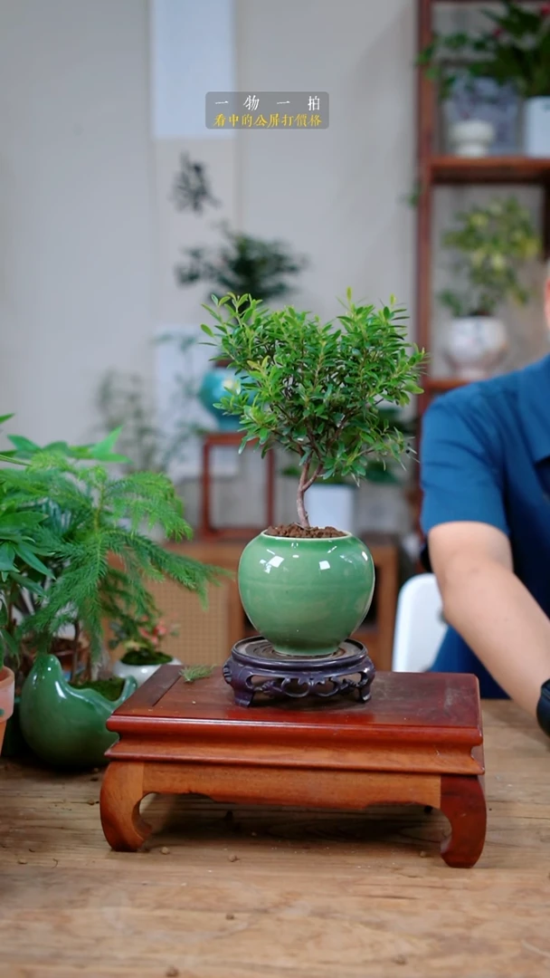 完全开放A***f赤楠291