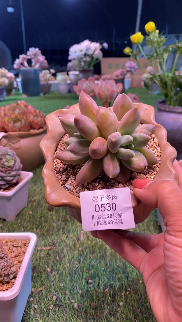 0530aa（满28包邮发货）