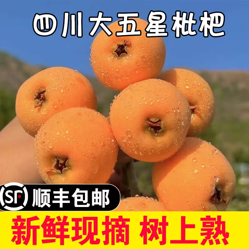 [顺丰速运】四川高山土枇杷新鲜露天现摘应季水果1/3/5斤果农直销
