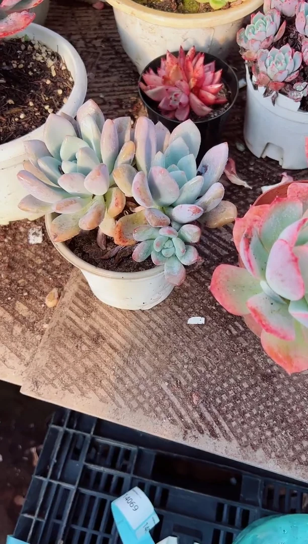 那**芳多肉植物一物一拍14053