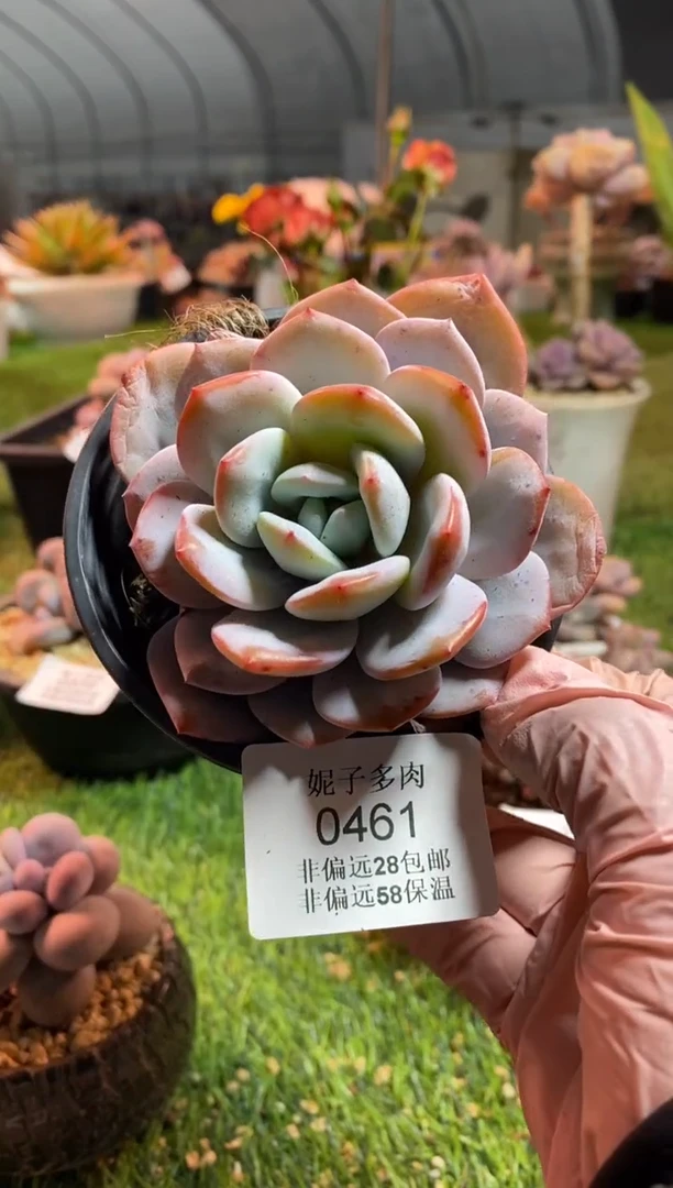 【闪购商品】0461a