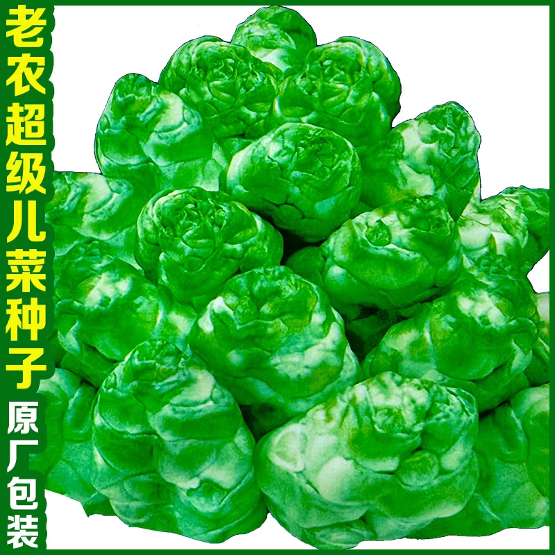 特级儿菜种籽抱子四川芥菜娃娃菜特大儿菜种子高产耐寒蔬菜种孑子