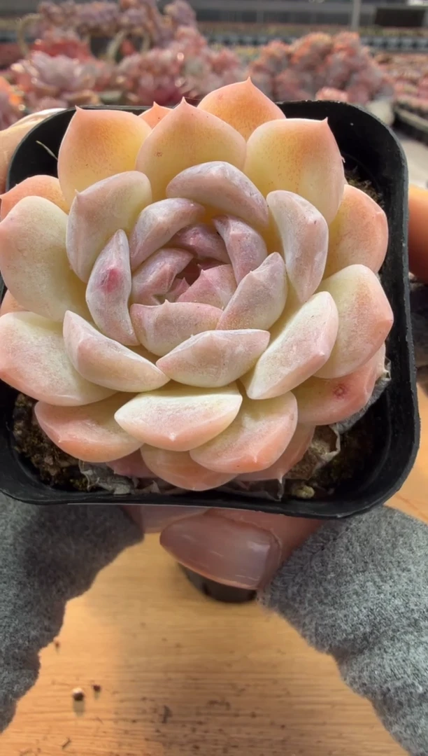 东云多肉园二店-44