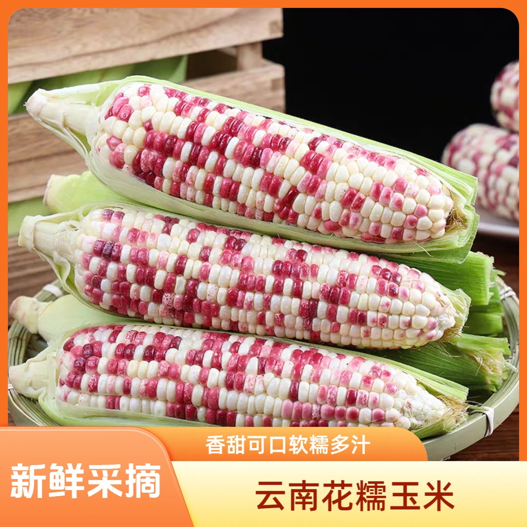 【新鲜采摘】正宗花糯玉米香粘软糯现摘现发产地直发花糯玉米云南省浙江省杭州市