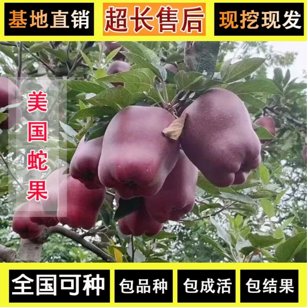 蛇果苗树南北方种植庭院地栽特大苹果树矮化室内盆栽嫁接当年结果
