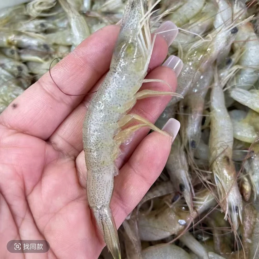 大连野生羊毛虾/白银虾 4斤（个别掉头 黑头不影响食用 介意勿拍）