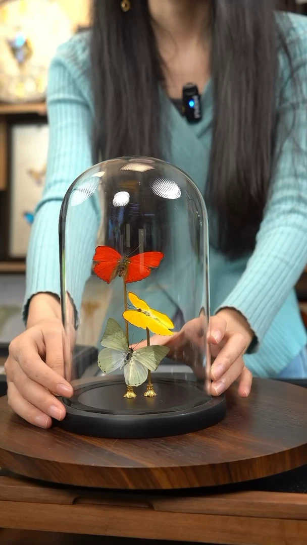 红绿黄三色蝴蝶玻璃罩