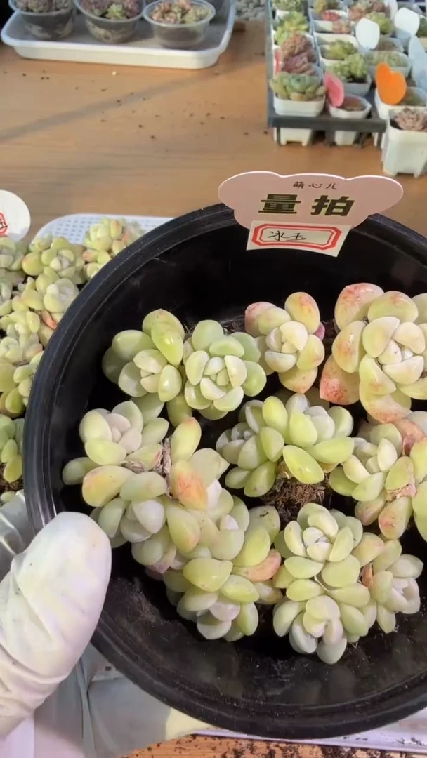 奶油冰玉单双三混 7颗量拍混发 满9.9包邮