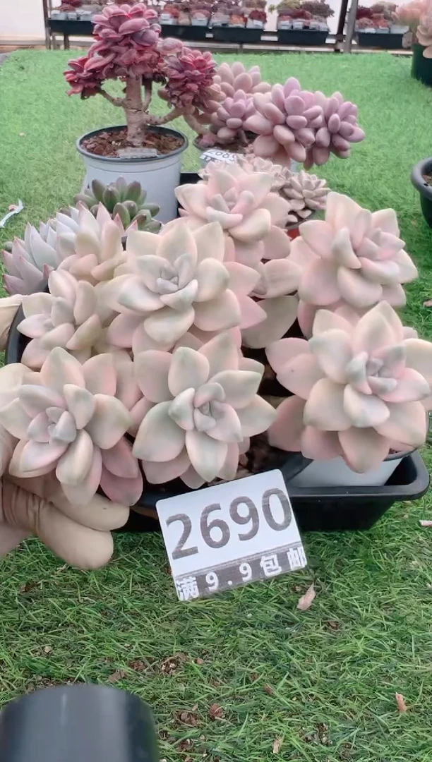 【闪购商品】信福多肉一物一拍