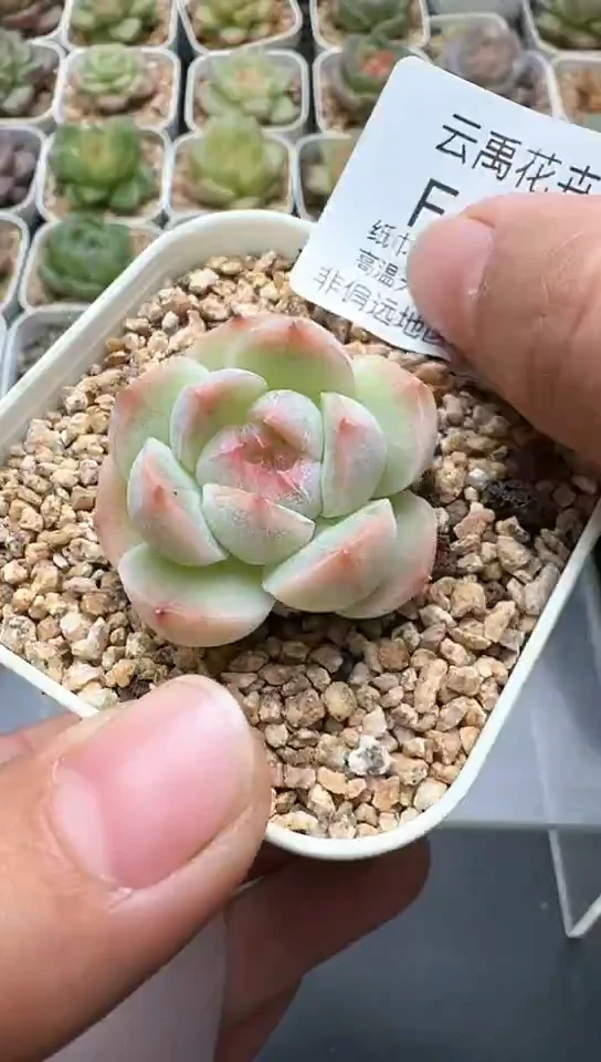 183F云禹多肉植物 默认脱土纸巾打包 3颗包邮