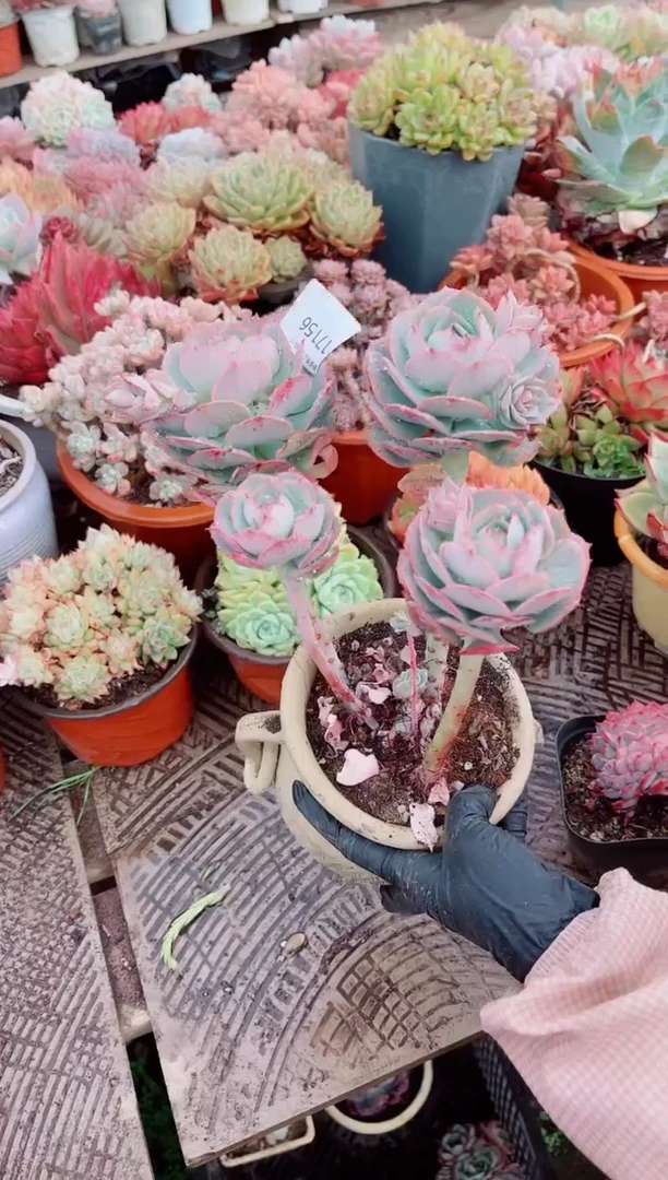 迪**闪跃跃精品多肉17156