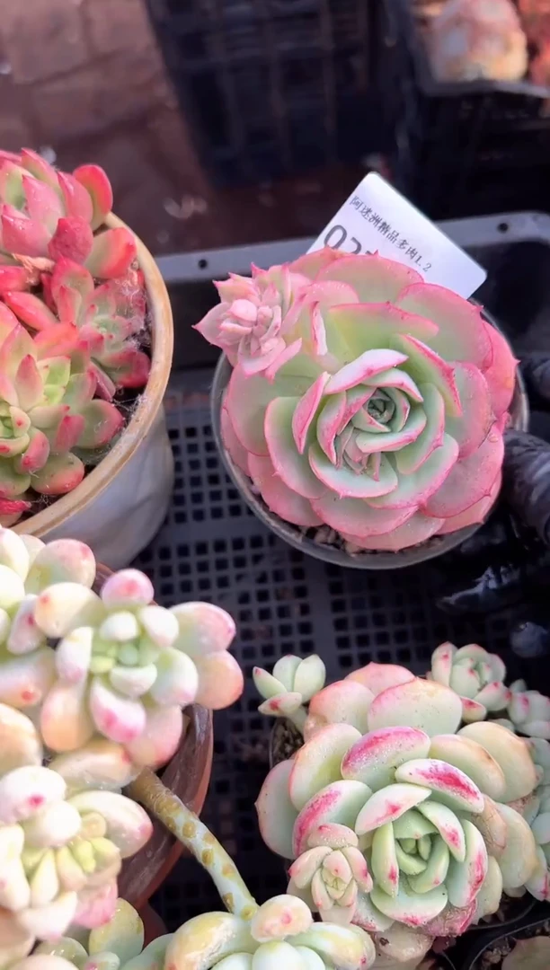 岁***?多肉植物一物一拍02303