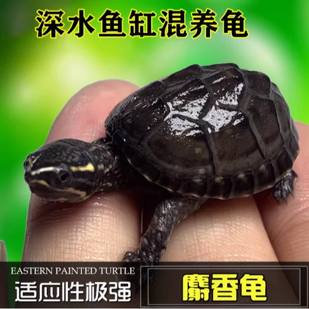 外塘冷水麝香Tortoise入门  蛋Tortoise   深水Tortoise 公母麝香